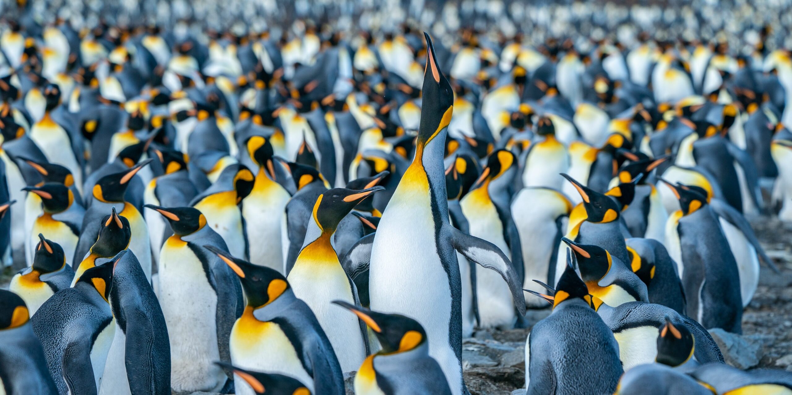 Stand Out From The Crowd, Digital Marketing Consultant & Freelancer